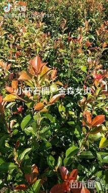 高度40厘米金森女贞