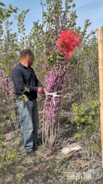 高度200厘米丛生紫荆