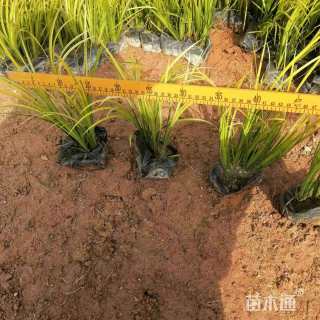 高度25厘米金叶菖蒲