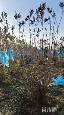 高度150厘米珍珠梅