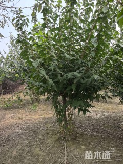 高度2500厘米蜡梅