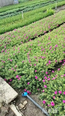 高度20厘米太阳花