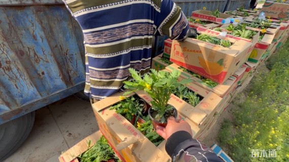 高度25厘米木春菊