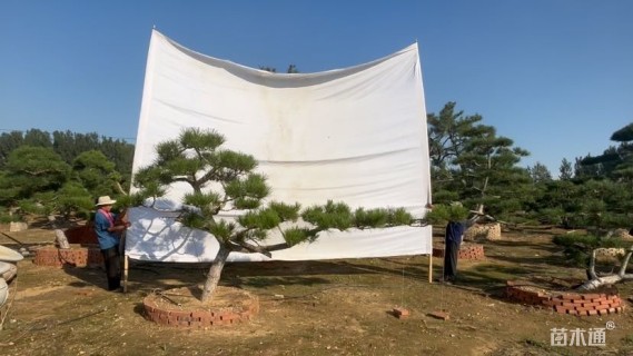 高度300厘米黑松