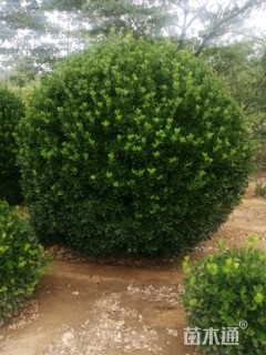 冠幅50厘米大叶黄杨球