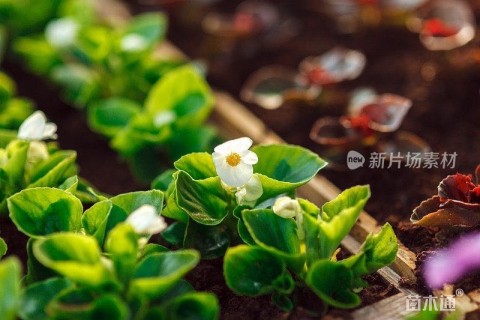 98公分红叶石楠