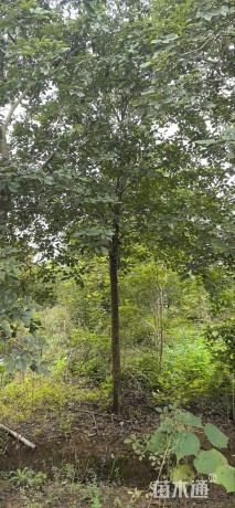 7公分黄花风铃木