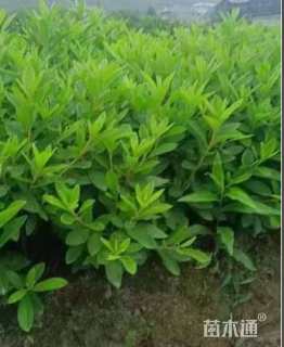 高度40厘米毛鹃小苗