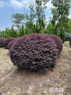 高度150厘米红花继木