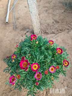 高度20厘米玛格丽特花