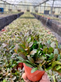 高度15厘米多花筋骨草