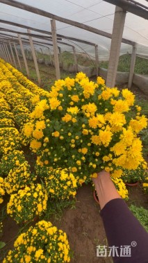 高度30厘米国庆菊