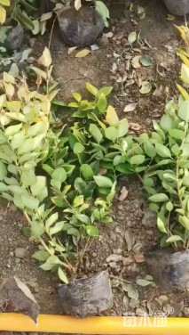 高度40厘米金森女贞