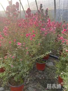 高度80厘米松红梅