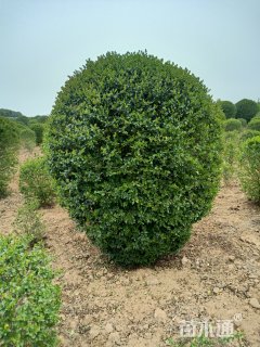 冠幅200厘米小叶女贞球