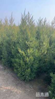 高度60厘米蜀桧