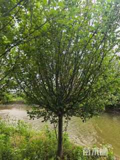 15公分西府海棠