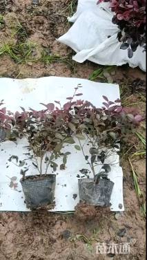 高度40厘米红花继木小苗