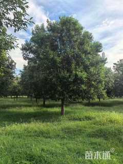 10公分大叶女贞