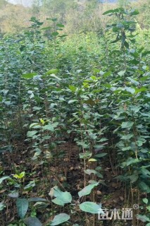 0.6公分八棱海棠