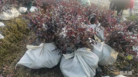 高度30厘米红花继木