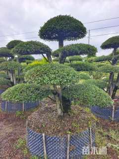 15公分造型榔榆