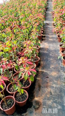 高度50厘米一品红