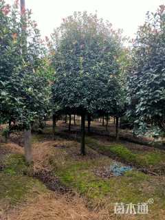 15公分红叶石楠