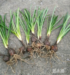 高度10厘米石蒜