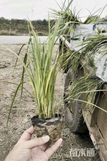 高度20厘米马莲