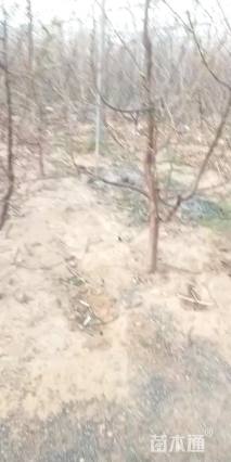 高度350厘米樱桃
