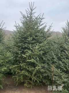 高度300厘米青海云杉