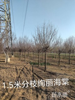 10公分高杆红叶石楠