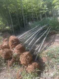 地栽苗楠竹