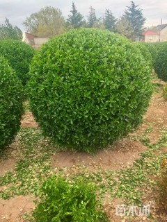 冠幅70厘米大叶黄杨球