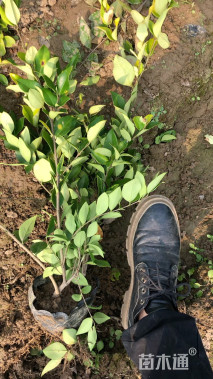 高度30厘米金森女贞小苗
