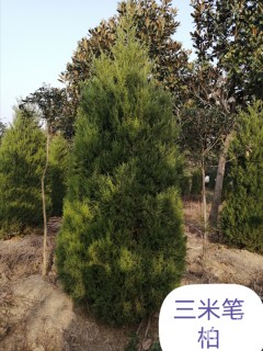 高度300厘米塔柏