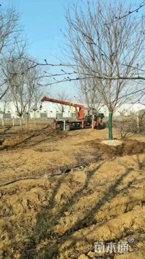 12公分高杆樱花