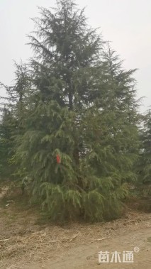 高度300厘米雪松