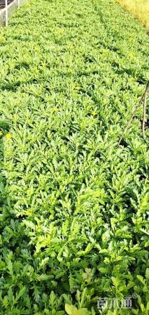 高度25厘米木春菊