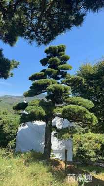 26公分造型五针松