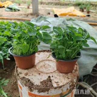 高度40厘米紫花地丁