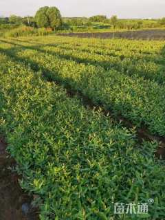 高度40厘米金丝桃