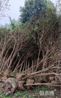 4公分黄花风铃木