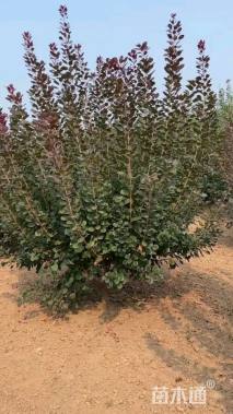 0.1公分美国红栌