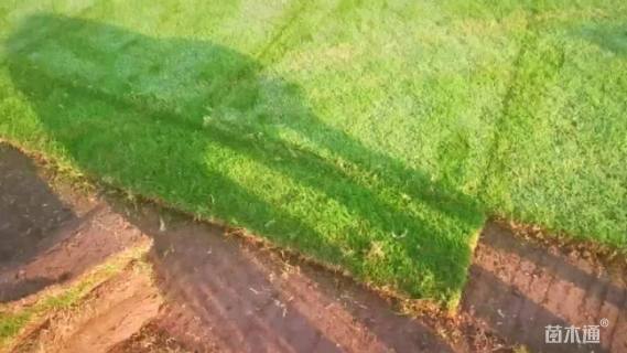 草卷状马尼拉草