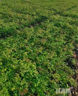 高度20厘米落新妇