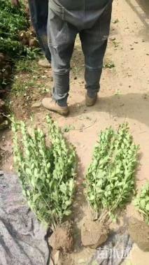 冠幅30厘米卫矛球