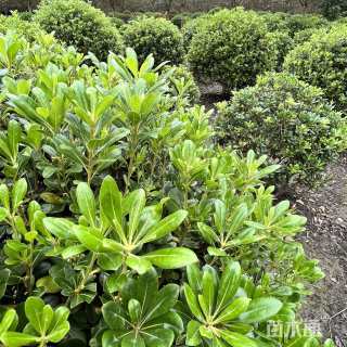 冠幅150厘米海桐球