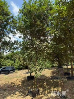 10公分黄花风铃木